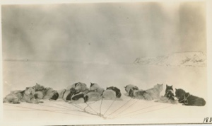 Image of Eskimo [Inughuit] dogs at rest